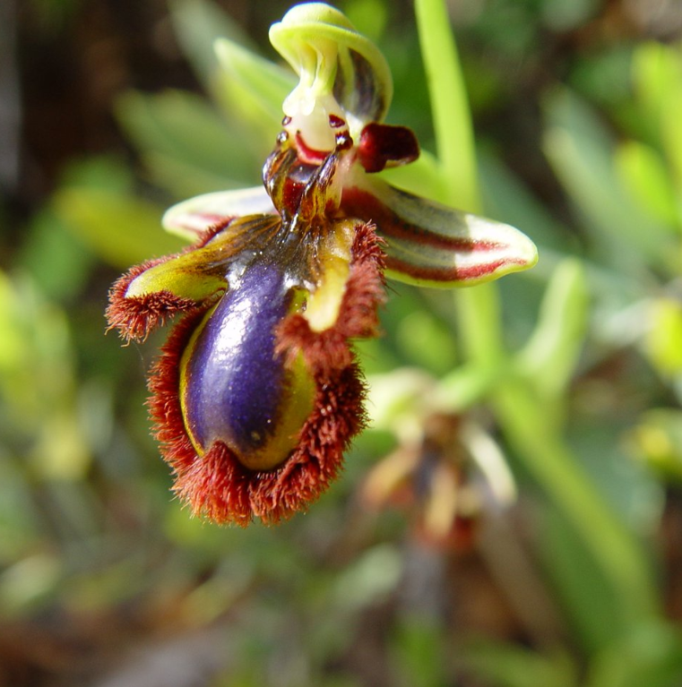 Ophrys speculum